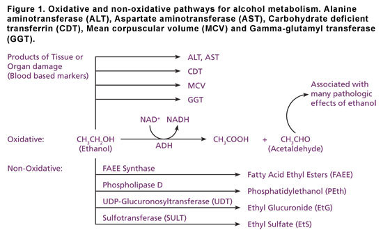 Figure 1. Oxidative and non-oxidative pathways for alcohol metabolism. Alanine amino transferase (ALT), Aspartate amino transferase (AST), Carbohydrate deficient transferrin (CDT), Mean corpuscular volume (MCV) and Gamma glutamyl transferase (GGT).