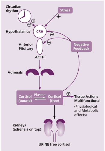Warde Medical Laboratory | Figure 1. Control and metabolism of cortisol