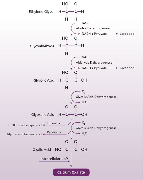 Figure 2. Metabolism of ethylene glycol